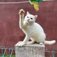 Anak Kucing British Shorthair Mix Betina 3 Bulan Super Bulet Ready Kak