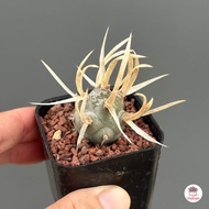 หนามกระดาษ Tephrocactus articulatus var. papyracanthus กระบองเพชร แคคตัส ไม้อวบน้ำ cactus&amp;succulent