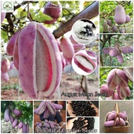 พร้อมสต็อก August Melon Seeds Bonsai Fruit Seeds for Planting Plants ต้นพันธุ์ผลไม้พันธุ์ไม้ผล บอนไซต้นไม้ ต้นไม้ประดับ เมล็ดพันธุ์แท้ 100% ปลูกง่าย ปลูกได้ทั่วไทย บรรจุ 50 เมล็ด(ต้นไม้มงคล พันธุ์ดอกไม้ เมล็ดพันธุ์ผัก พันธุ์ไม้ผล บัวบกโขด ผักสวนครัว)