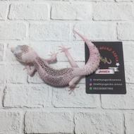 Leopard Gecko (PIED - SSE)