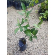 Limau Bali / Anak Pokok Limau Bali / Pokok Limau Bali