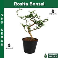 MINI BONSAI ROSITA LIVE PLANT OUTDOOR POKOK HIDUP SHS KEBUN