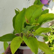 Pokok Halia hitam / Kaempferia Parviflora (kunyit hitam Black G Ginger)