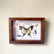 Symmetrical decorative butterfly frame 14x21cm