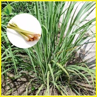 ✎ ❧ ✙ lemon grass plant seeds