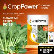 (50 GRAM) Biji Benih Sawi Bunga Hongkong Shangrila 香格里拉 FC99 CROP POWER Flowering Caixin seeds 香港菜心花