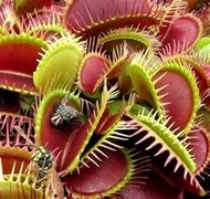 50 Venus Fly Trap Plant Seeds: Package Contain Seeds