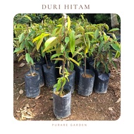 【𝗣𝗚】Anak Pokok Duri Hitam | Black Thorn | Anak Durian | 黑刺树苗 | 榴莲苗