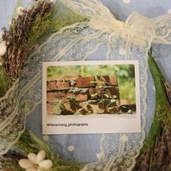 【照片小卡】寶藏巖 散步Take a walk at Treasure Hill