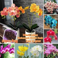 Ready Stock Mixcolor Phalaenopsis Orchid Seeds for Planting (50 Seeds / Bag ) Mixed Orchid Plant Balcony Garden Potted