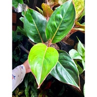 aglaonema pink lipstick