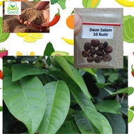 10 BUTIR BIJI BENIH POHON DAUN SALAM