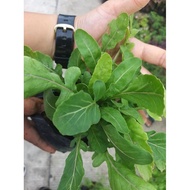 Arugula vegetable seedlings