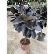 Ficus Elastica Black Burgundy One Ball (1.2-1.3m) real live plant free organic fertiliser 0.5kg free