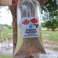 Magna Daphnia Starter Aquarium Needs with Aqwalife Sticker Conditioner