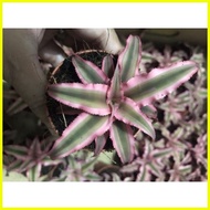 ♞,♘,♙Cryptanthus Cryptanthus