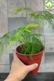 INDOOR PLANT - Asparagus Setaceus 文竹 for HOME/OFFICE decoration