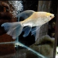 ikan kaviat albino slayer 15-17cm tankmate pemakan kotoran ikan