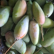 paket hemat mangga kiojay / Thailand 2 kg isi 3 biji mentah mengkal