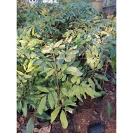 Anak Pokok Longan Berlian Hybrid / Mata Kucing Berlian Hybrid