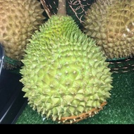 Durian musang king utuh malaysia no.1
