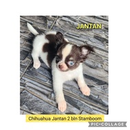 Chihuahua Jantan Betina Stamboom
