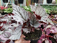 Tanaman Hias Begonia Rex Silver/Tanaman Hias Murah Bandung