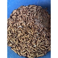 German Caterpillars 1 Ounce