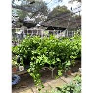 Dischidia Milnei/Dischidia/Rain of Coins/ Indoor Plant/Hanging Plant