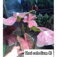 Pokok caladium keladi pelbagai variety - Thai, New Wave, Hilo Beauty