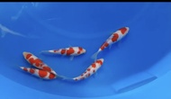 Ikan koi kohaku matsue dan maruyama ikan koi import