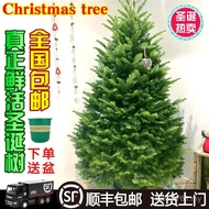 Green Plant Pine Spruce Potted Pine Nobe Living Real Tree Real Tree Christmas Christmas Tree Norwegi