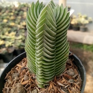 tanaman Crasula Budha Tample/tanaman hias hidup gratis pot hitam (cod)