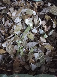 148k/500g lá cây dâm dương hoắc rừng khô loại 1