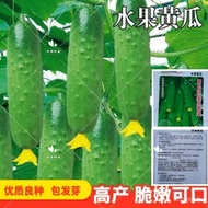 Fruit Cucumber Seeds High-Yield Pressure Stand Four Seasons Potted Spring and Autumn Cucumber Planting Dry Seeds Greenho