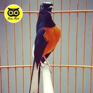 3 Hours Until Gojek Special Instant Murai Batu Bird Cage Diameter 57Cm Fullset Original and Trusted 