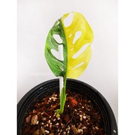 Monstera Adansonii Giant Aurea Variegated Janda Bolong Variegata Live Plant
