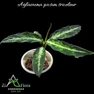 aglaonema pictum tricolour"narrow"-tanaman hias/indoorplant outdoor 