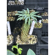 Euphorbia bupleurifolia 鐵甲麒麟 | Rare Caudex Plant | Collector Euphorbia | Chub Plant