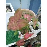 anak butterfly l keladi