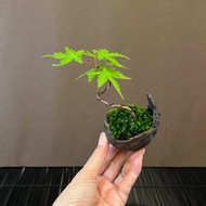 日本山紅葉山槭∣原株迷你盆栽