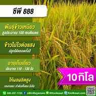 เมล็ดพันธุ์​ข้าว​ ข้าวเหนียว CP888 ซีพี888 นาปี นาปรัง ไม่ไวแสง เมล็ดเรียว นุ่ม 1-20 กก. คูลเกษตร ไร