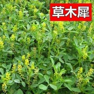 黃花苜蓿草木犀多年生種子 種籽南北方柱花草營養高豬牛羊雞鴨草籽