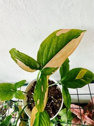 室內植物 粉紅色 cross over 紛錦盆栽 🪴 合果竹芋 特別品種 特價 愛情💑 情人節禮物pink syngonium podophyllum pink leaves plant