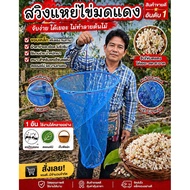 Red Ant Egg Swing Fruit Picking Collect Vegetables