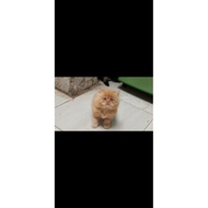 Kucing Kitten Persia Peaknose -Gratisongkir