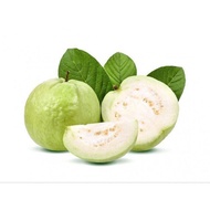 Buah jambu batu fresh (guava)..1kg