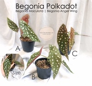 Tanaman hias Begonia Polkadot | Begonia Polcadot | Begonia Maculata