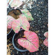 Offer!!! Caladium thai