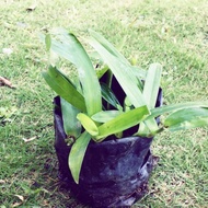 Herba Rumput Beijing